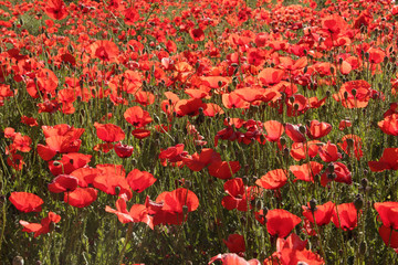 Natural red poppies of the field with big petals