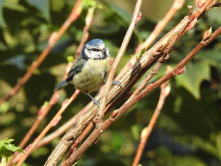 Close-up front side view of Blue Tit perching on bare twig with buds