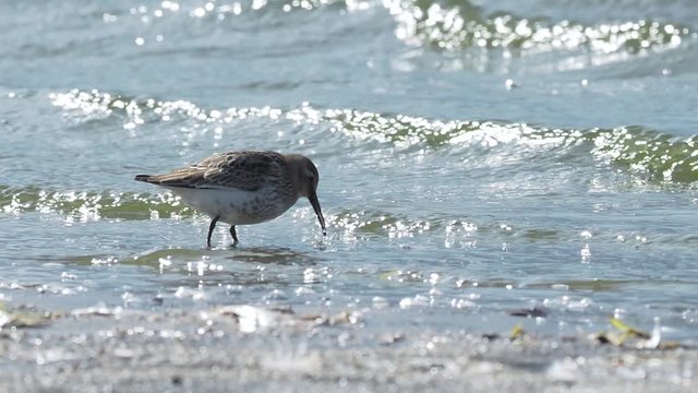 The dunlin (Calidris alpina) is a small wader. 