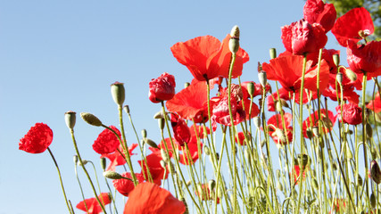 Natural red poppies of the field with big petals