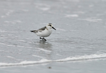 Sanderling (Calidris alba) foraging along tide line, Cherry Hill Beach, Nova Scotia, Canada