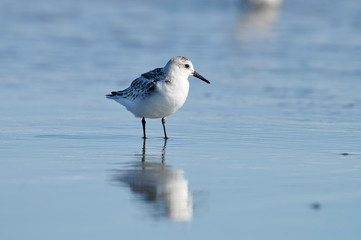 Sanderling (Calidris alba) foraging on beach, Cherry Hill Beach, Nova Scotia, Canada