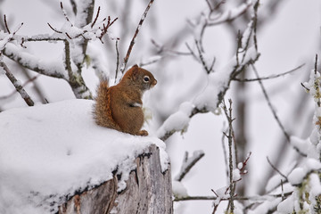 Naklejka na ściany i meble Red Squirrel (Tamiasciurus hudsonicus) in snow, Cherry Hill, Nova Scotia, Canada,