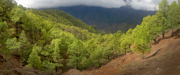 Fototapeta na wymiar Kanarische Kiefer (Pinus canariensis) Kiefernwald, Insel La Palma, Kanaren, Spanien, Europa, Panorama