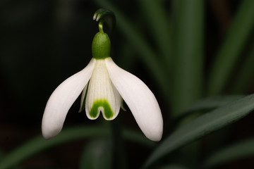 Obraz premium Schneeglöckchen