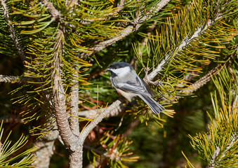 Black-capped Chickadee (Poecile atricapillus), Cherry Hill, Nova Scotia, Canada,