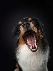 dog with open mouth. Australian Shepherd catches a piece of food, feed. 