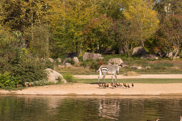 Fototapeta premium Black-and-white striped Zebra in a park