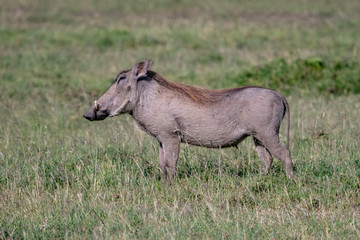 Naklejka na ściany i meble side profile of young warthog
