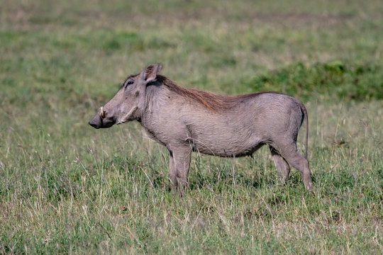 side profile of young warthog