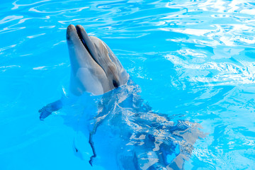 Fototapeta premium happy smiling bottlenose dolphin playing in blue water in sea