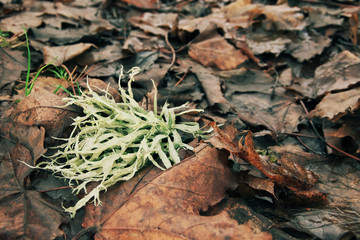 Small green twig of oakmoss lying in the center of brown maple leaves carpet in late autumn