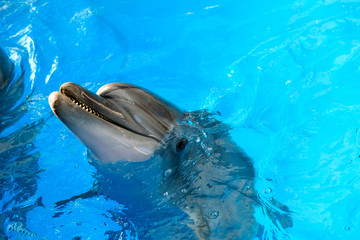 happy smiling bottlenose dolphin playing in blue water in sea