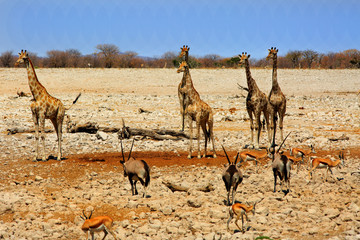 Large Herd of Giraffes, Gemsbok Oryx and Springbok standing on the dry rocky terrain of Etosha National Park. 