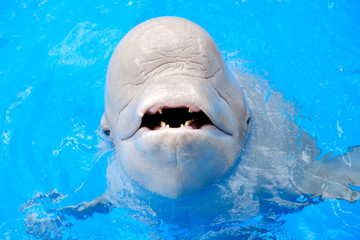 Beluga, white Whale in blue Water. Dolphin Assisted Therapy