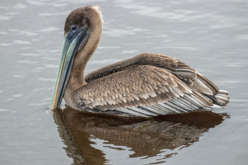 Pelicans at Huntington Beach State Park, Murrells Inlet, SC