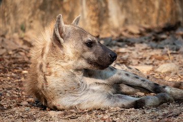 Hyena