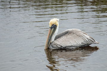 Pelicans at Huntington Beach State Park, Murrells Inlet, SC