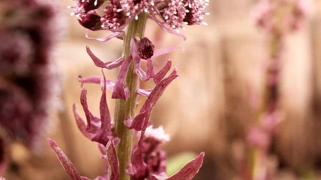 Petasites hybridus