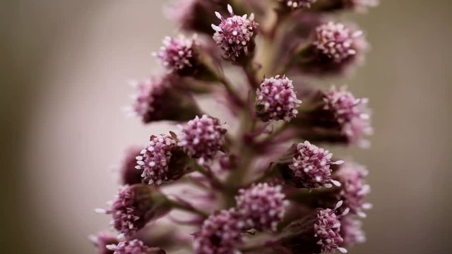 Petasites hybridus