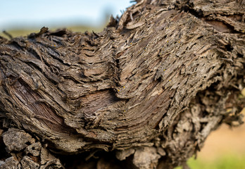Closeup view of vine trunk. Old strain skin detail.