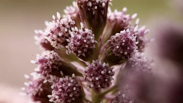 Petasites hybridus