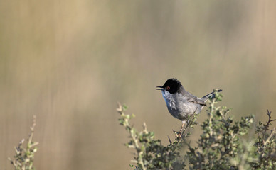 Sardinian warbler (Sylvia melanocephala), Crete