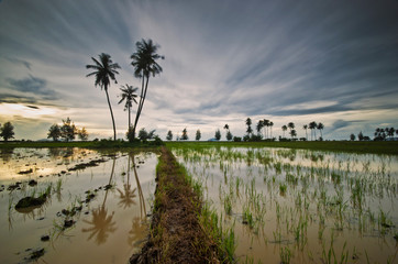 A view of paddy field during harvest season. Cloudy cloud movement and standing still coconut tree as background