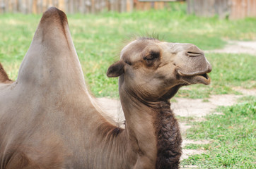 Portrait of a two-humped camel resting on the grass