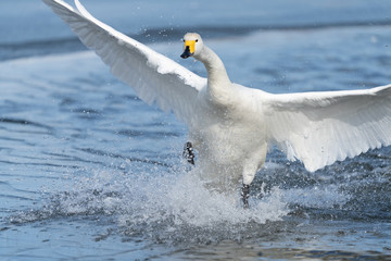 Whooper swan
