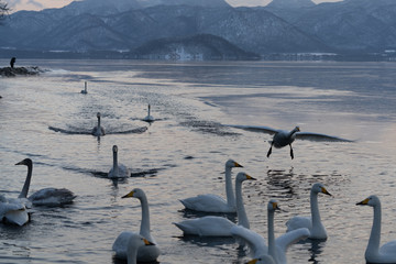 Whooper swan
