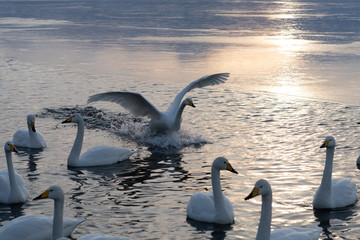Whooper swan