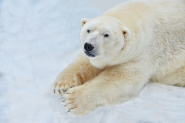 Fototapeta na wymiar polar bear on a blue background