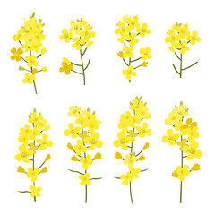 Obraz premium Rapeseed flowers set isolated on white background. Design elements of Brassica napus blossom, vector illustration