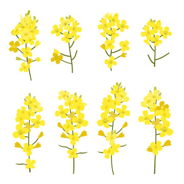 Canola Flower」の写真素材 | 120,039件の無料イラスト画像