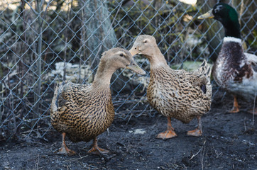 Two ducks in the aviary for birds close up