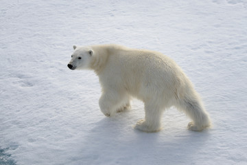 Plakat Wild polar bear on pack ice in Arctic