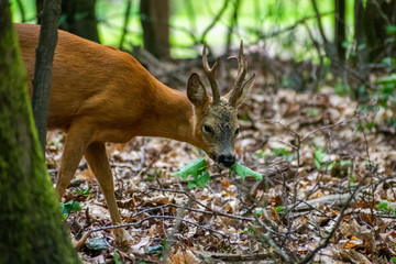 Wild roe deer eating leaves at the Veluwe, the Netherlands.