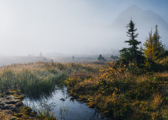 Naklejka na ściany i meble Traveler walking in autumn wilderness with swamp in misty