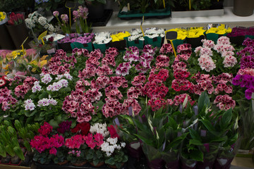 many colors of multi-colored geraniums and other plants in the flower shop. fresh flowers in pots with ground soil