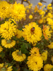 Ladybugs on yellow flowers in the garden