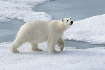 Fototapeta na wymiar Wild polar bear on pack ice in Arctic