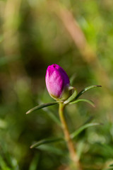 Macro flower and beautiful sunlight in park