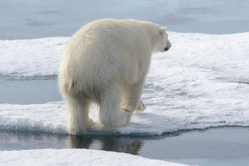 Wild polar bear on pack ice in Arctic © Alexey Seafarer