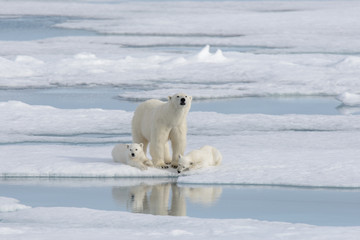 Obraz na płótnie Canvas Wild polar bear (Ursus maritimus) mother and cub on the pack ice