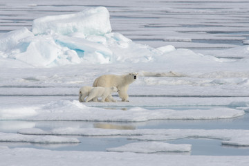 Wild polar bear (Ursus maritimus) mother and cub on the pack ice © Alexey Seafarer