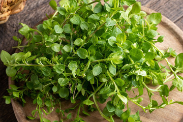 Chickweed or Stellaria media - a wild edible plant