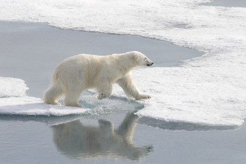 Wild polar bear on pack ice in Arctic © Alexey Seafarer