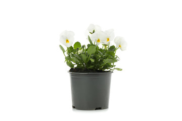 White pansies in flower pot isolated on white background