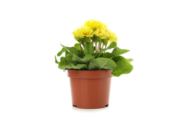Yellow primrose in flower pot isolated on white background